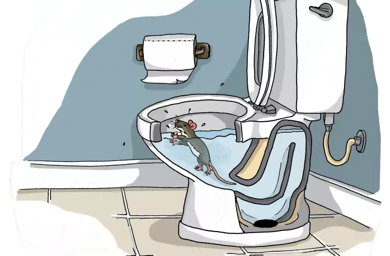 To see how a rat could swim up your toilet, check out this video by National Geographic.